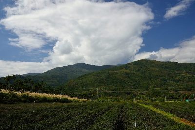 茶园