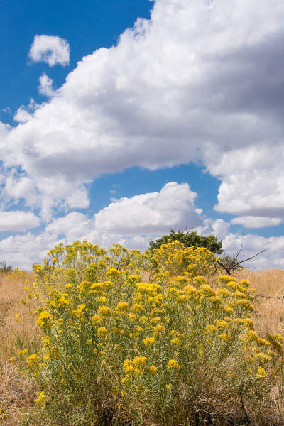 Mesa Verde国家公园- Wetherill Mesa - Rabbit Brush在田野垂直