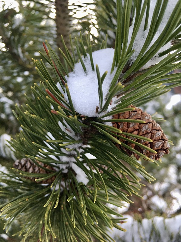 穿过巴伐利亚白雪覆盖的森林