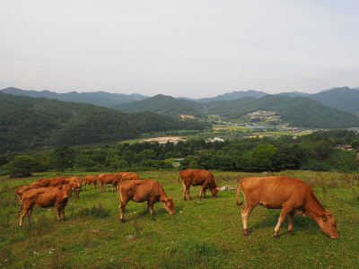 韩牛和牧场