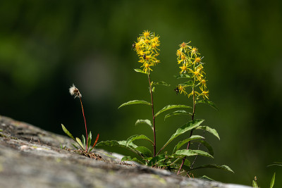 特写的沼泽拉舌草