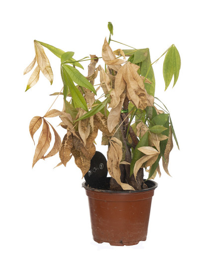 盆栽中枯死和干燥的室内植物，孤立在白色背景上。它叫Pachira aquatica，又名Money 