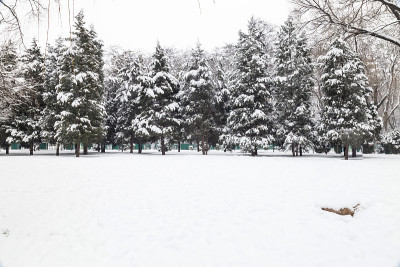 冬季大雪的自然景象