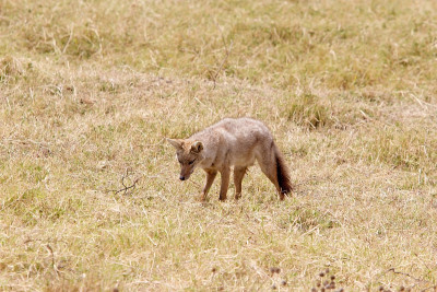金豺(Canis aureus)