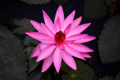 蓝莲花