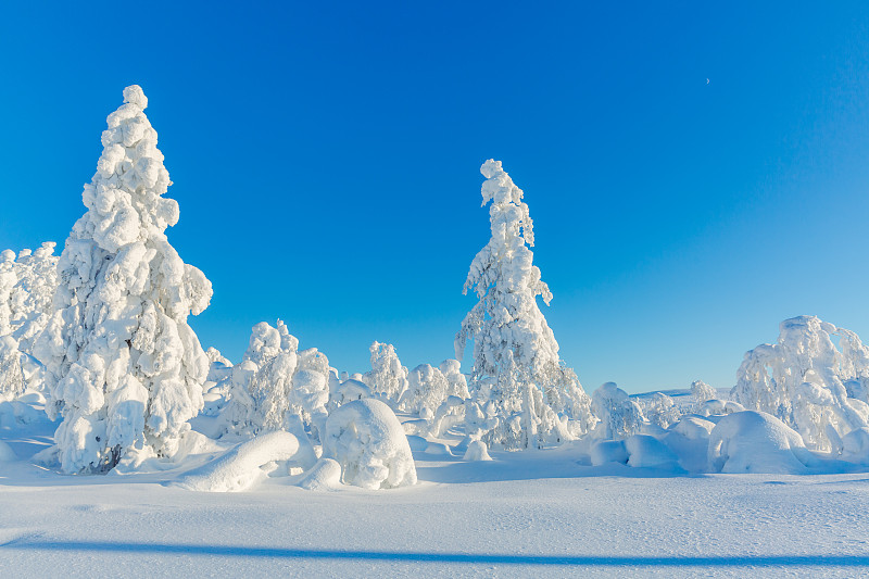 美丽的雪景冬天。雪覆盖着冷杉树作为背景。芬兰拉普兰