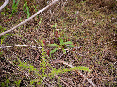 野生忘忧草与花和老植物，树木，黄草。