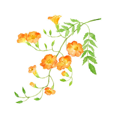 中国喇叭藤水彩画插图。