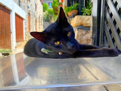 中世纪古城中有魔法的黑猫，黄眼睛，皮毛有光泽。