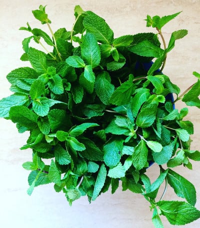 薄荷