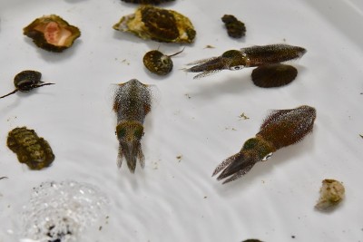 Bigfin礁鱿鱼