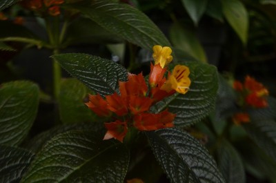 橙色的喇叭花在花园里