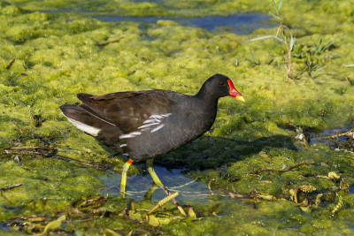 水鸡(Rallidae)是蔓越莓科的一科。