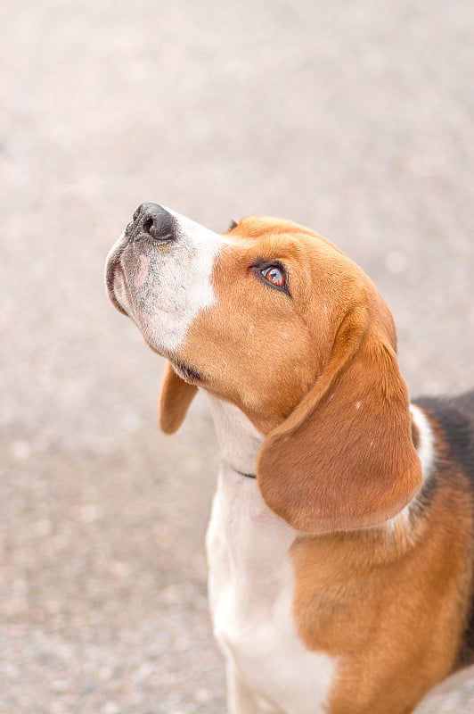 小猎犬狗特写