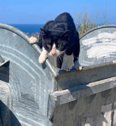 垃圾桶上一只白爪野黑猫目不转睛地看着镜头。