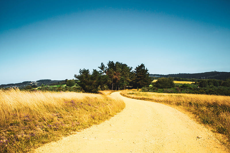 yellow path surrounded by vegetation against mount