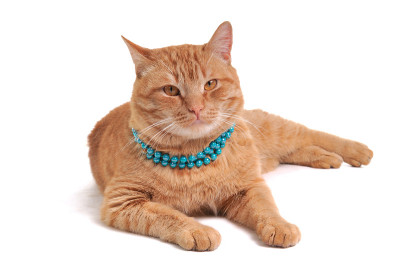 猫在珠