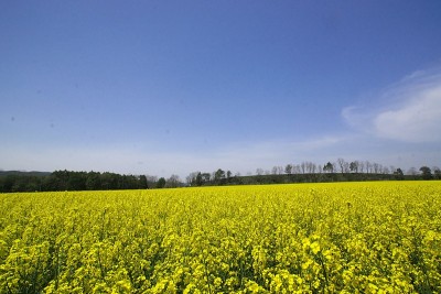 満開の菜の花