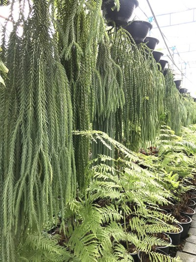 种植缨蕨用于家居和花园装饰