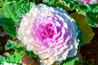 花