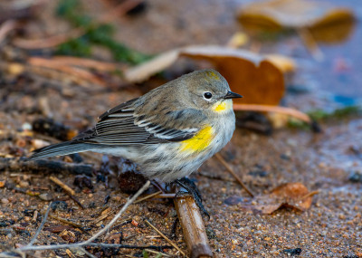 A Darling Yellow-rumped Warbler Fledgling