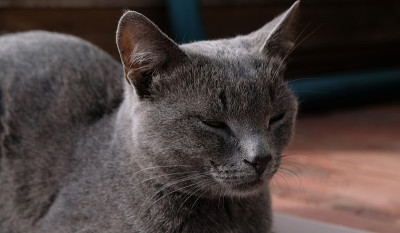 灰色猫黄眼睛的特写肖像。那只猫在打盹，眼睛半睁着。灰色的猫嘴，黄眼睛，长长的黑胡子，灰色的鼻子。有选