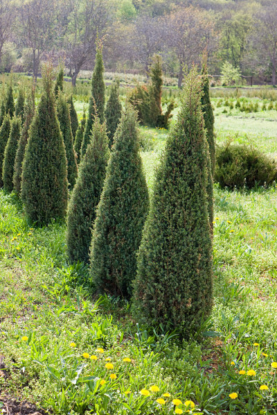 Thuja saplings。