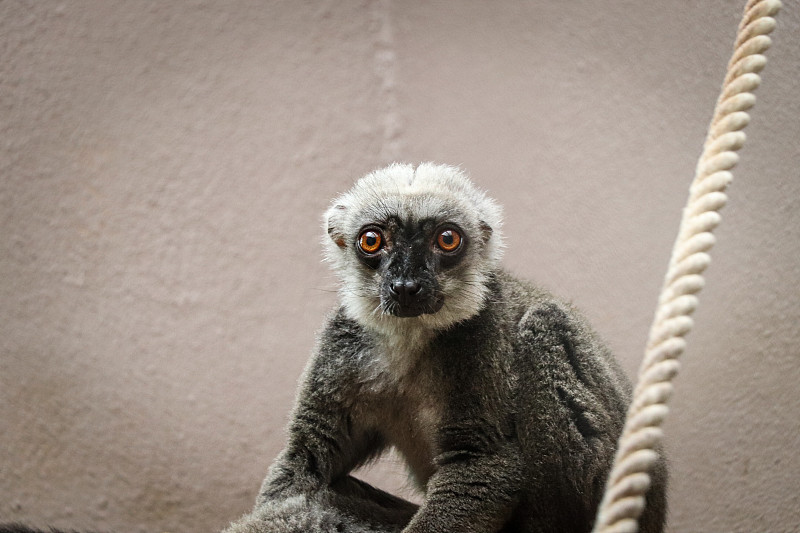 白头狐猴悲伤地盯着镜头。白花Eulemur albifrons坐在树枝上，等待一些刺激来移动