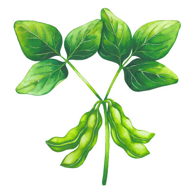 水彩分支的绿色大豆豆荚和叶子孤立在白色的背景