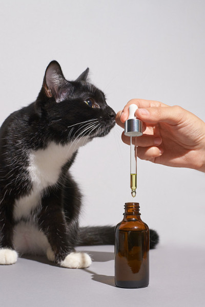 头发护理常规。油的皮肤。女孩拿着滴管和黑猫