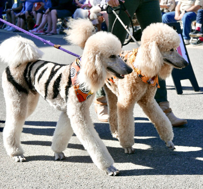 贵宾犬游行