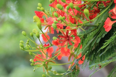 孔雀花和花蕾