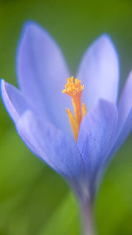 紫色和橙色的藏红花野花