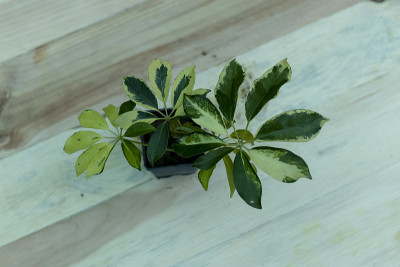 舍弗勒拉小植物与木制背景