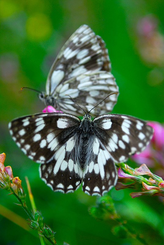 Two white  marbled butterfly