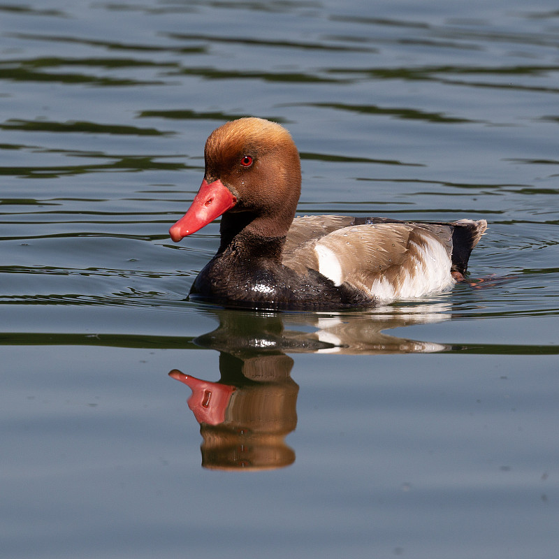 德国慕尼黑，红冠Pochard, Netta rufina在湖中游泳