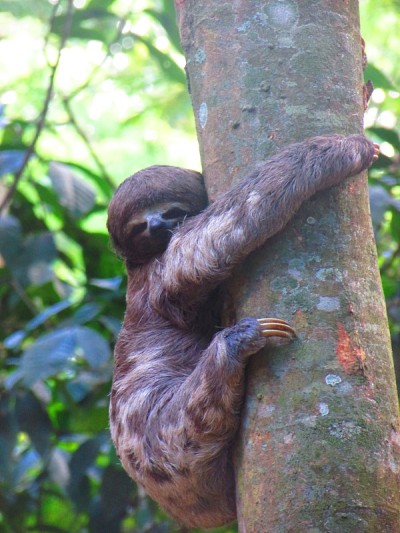 树懒(Bradypus tridactylus) Pucallpa, Perú。亚马逊流域的动物