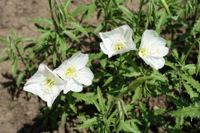 5月的四朵白花