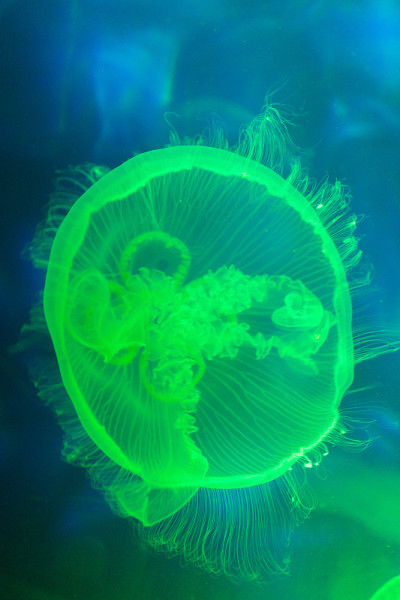 水母在水族馆