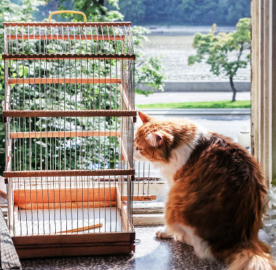 红猫和鸟笼