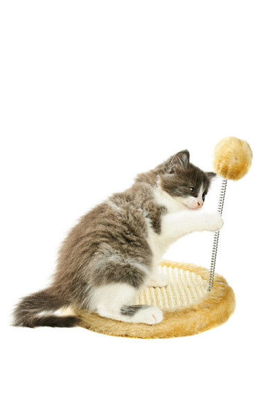 小猫磨它的爪子