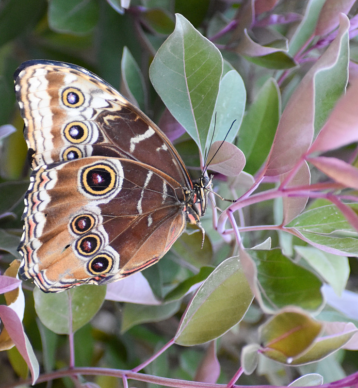 美丽猫头鹰蝴蝶(Caligo memna)