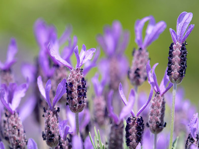 薰衣草花