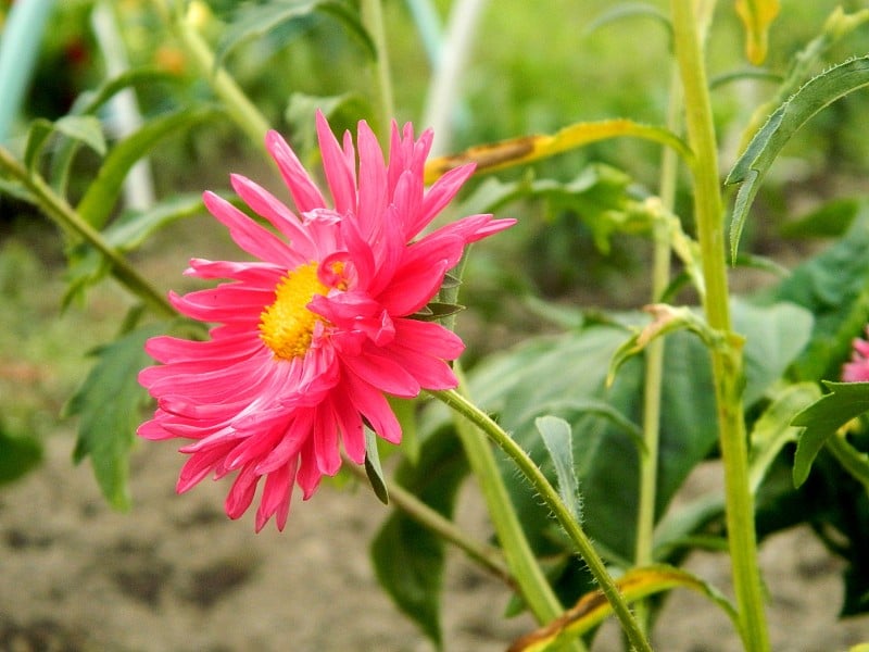 花园里美丽的花