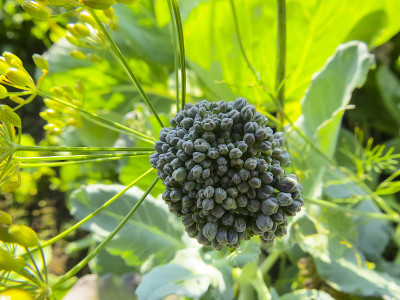 在菜园中生长的西兰花。西兰花卷心菜