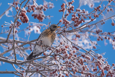 画眉田，苹果树，霜，雪，冬