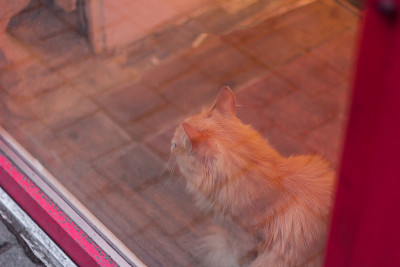 动物商店橱窗里的红色甜猫。等待买家
