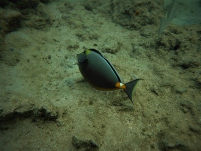 Orange-Spine Unicornfish