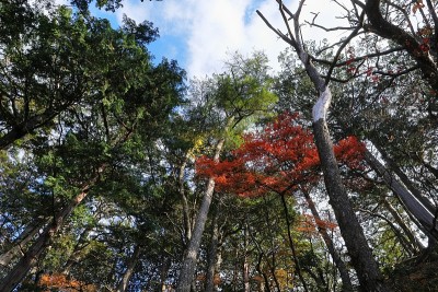 日本，秩父山顶风光