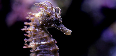 咸水水族缸中地中海海马的剖面图-口状海马